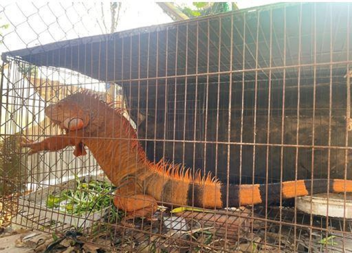 Rồng Nam Mỹ đi lạc được bàn giao cho cơ sở nuôi hợp pháp